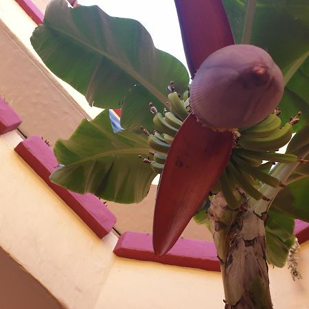 ארונה Marino Tenerife מראה חיצוני תמונה
